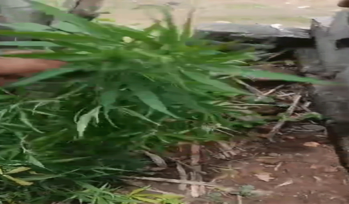 Arrested | ఇంట్లోనే గంజాయి తోట.. గంజాయి మొక్కలు పెంచుతున్న ఒకరి అరెస్ట్