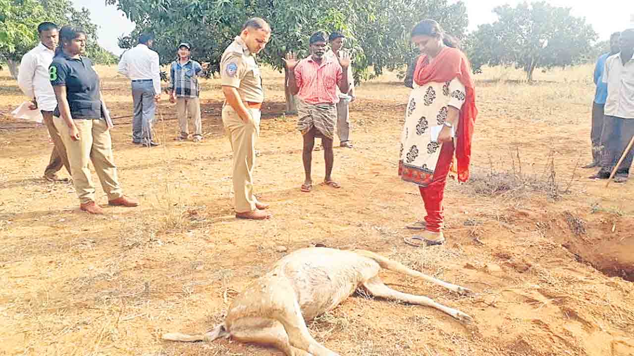 రక్షణ లేక రోడ్లపైకి..