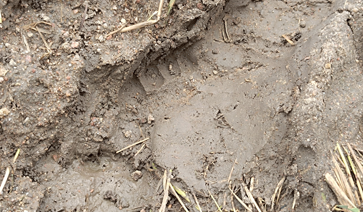 Leopard in Dharmapuri | ధర్మపురిలో చిరుత కలకలం..!.. భయాందోళనలో ప్రజలు