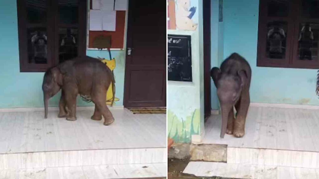 Baby Elephant