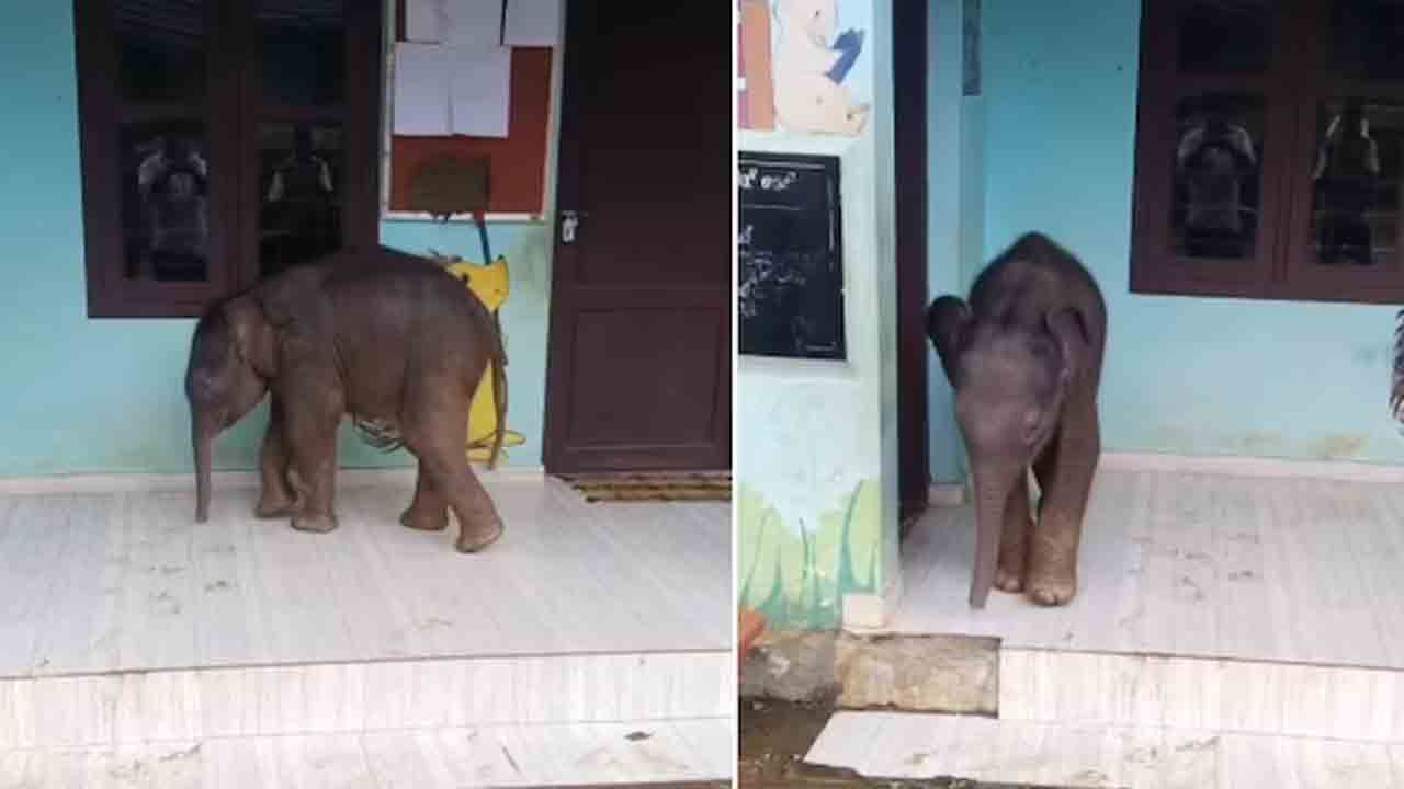 Baby elephant | పాఠశాలకు వెళ్లిన పిల్ల ఏనుగు.. ఆశ్చర్యానికి గురైన విద్యార్థులు.. VIDEO