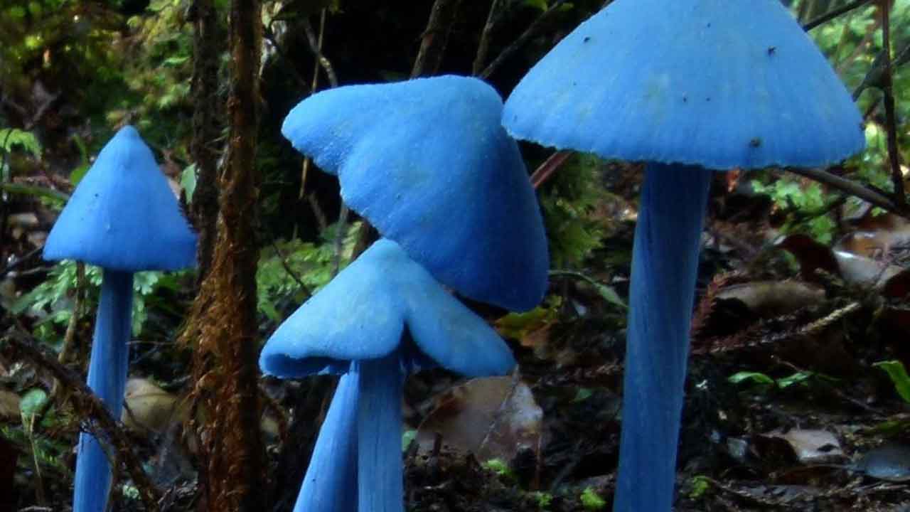 ఎఫ్‌సీఆర్‌ఐకి నీలిరంగు పుట్టగొడుగులు