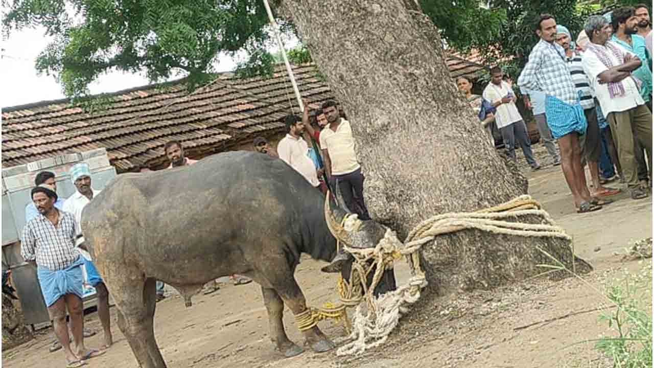 Buffalo | మైసమ్మ పోతుల వీరంగం.. దున్నపోతును చెట్టుకు కట్టేసిన గ్రామస్తులు