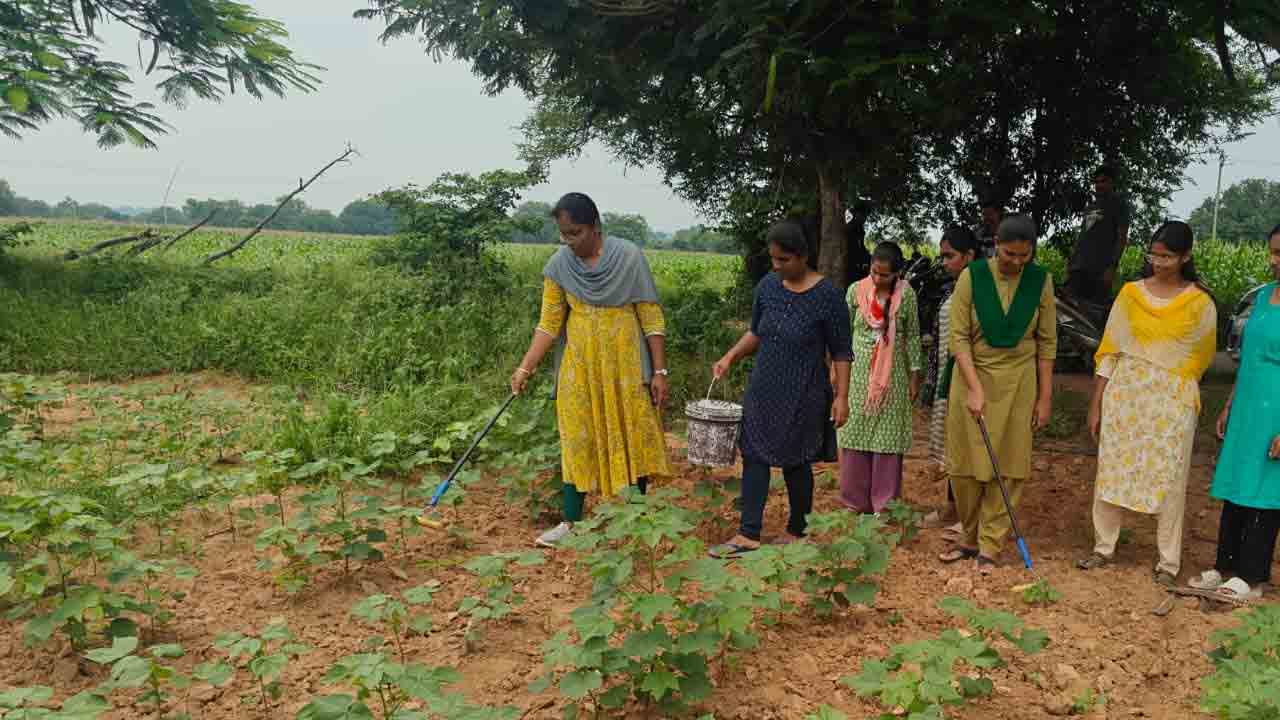 COtton Crop | పత్తిలో అంతర పంటల సాగుతో చీడ పీడల నివారణ : శాస్త్రవేత్త డాక్టర్ సీహెచ్ పల్లవి