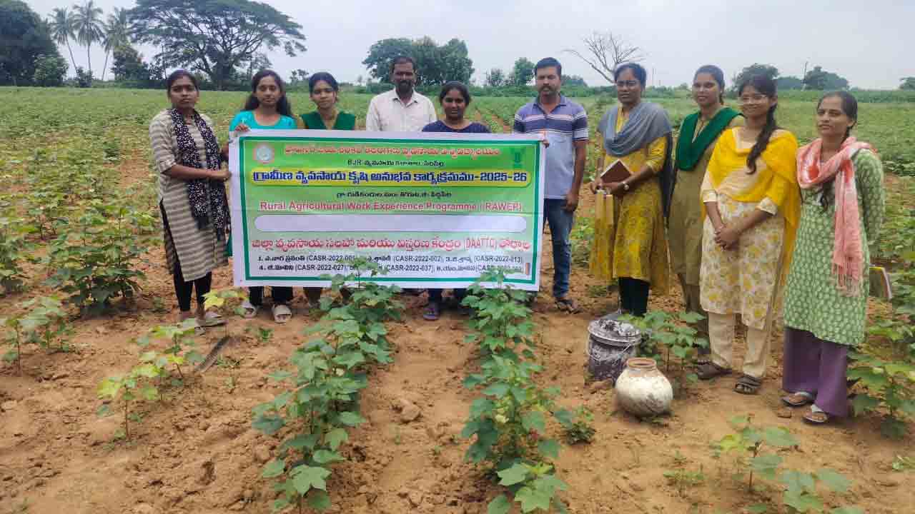 Cotton Crop1
