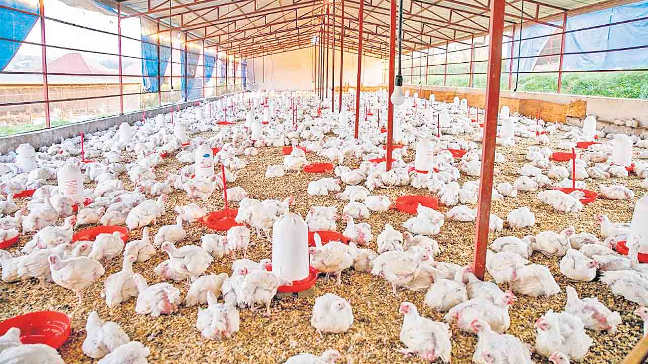 కష్టాల్లో పౌల్ట్రీ పరిశ్రమ.. సమస్యల్లో పెంపకందారులు