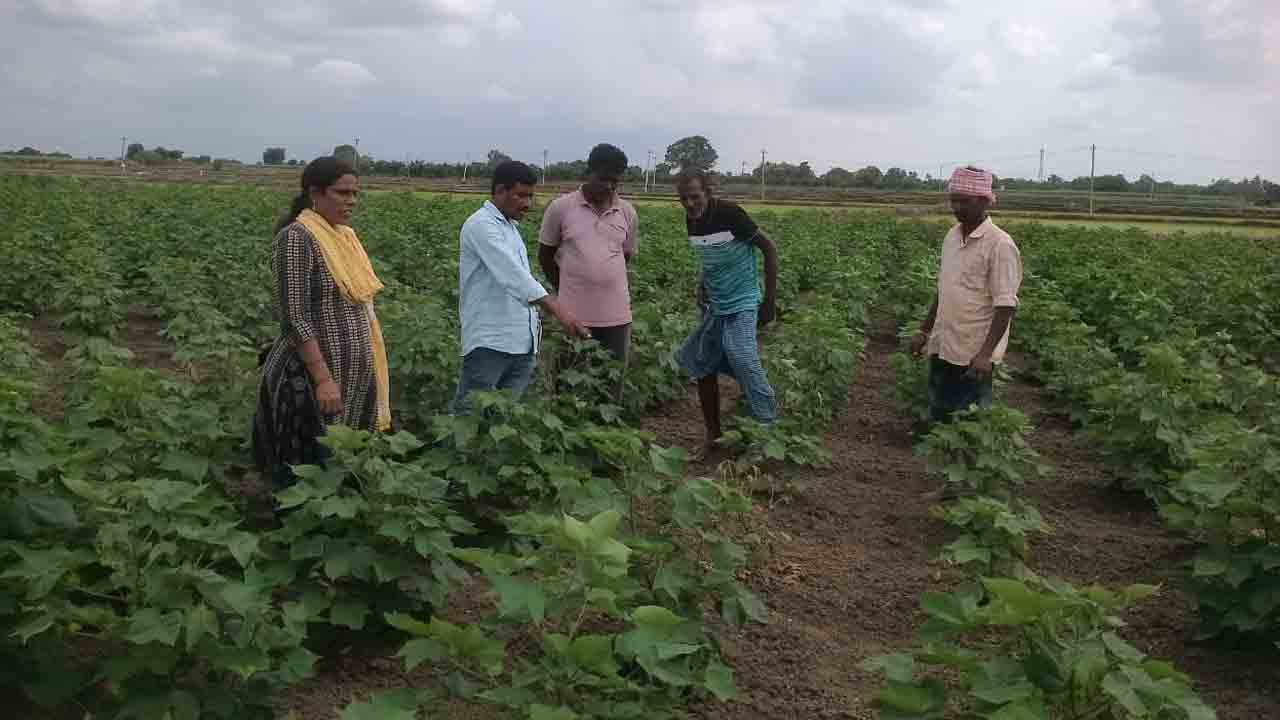 Cotton Cultivation | పత్తి సాగులో సస్యరక్షణ చర్యలు చేపట్టాలి.. రైతులకు అవగాహనలో వ్యవసాయ అధికారులు