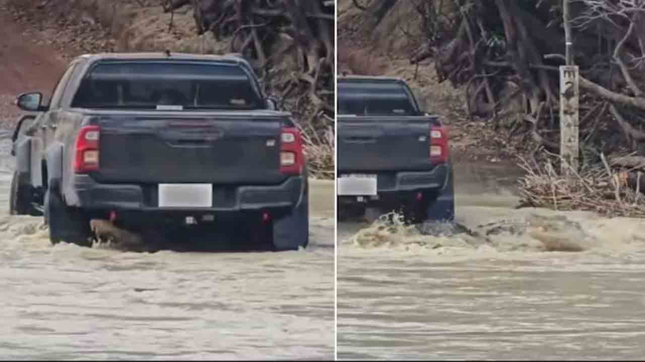 Viral Video | మొసలిపైకి దూసుకెళ్లిన కారు.. తర్వాత ఏం జరిగిందంటే..? షాకింగ్‌ వీడియో