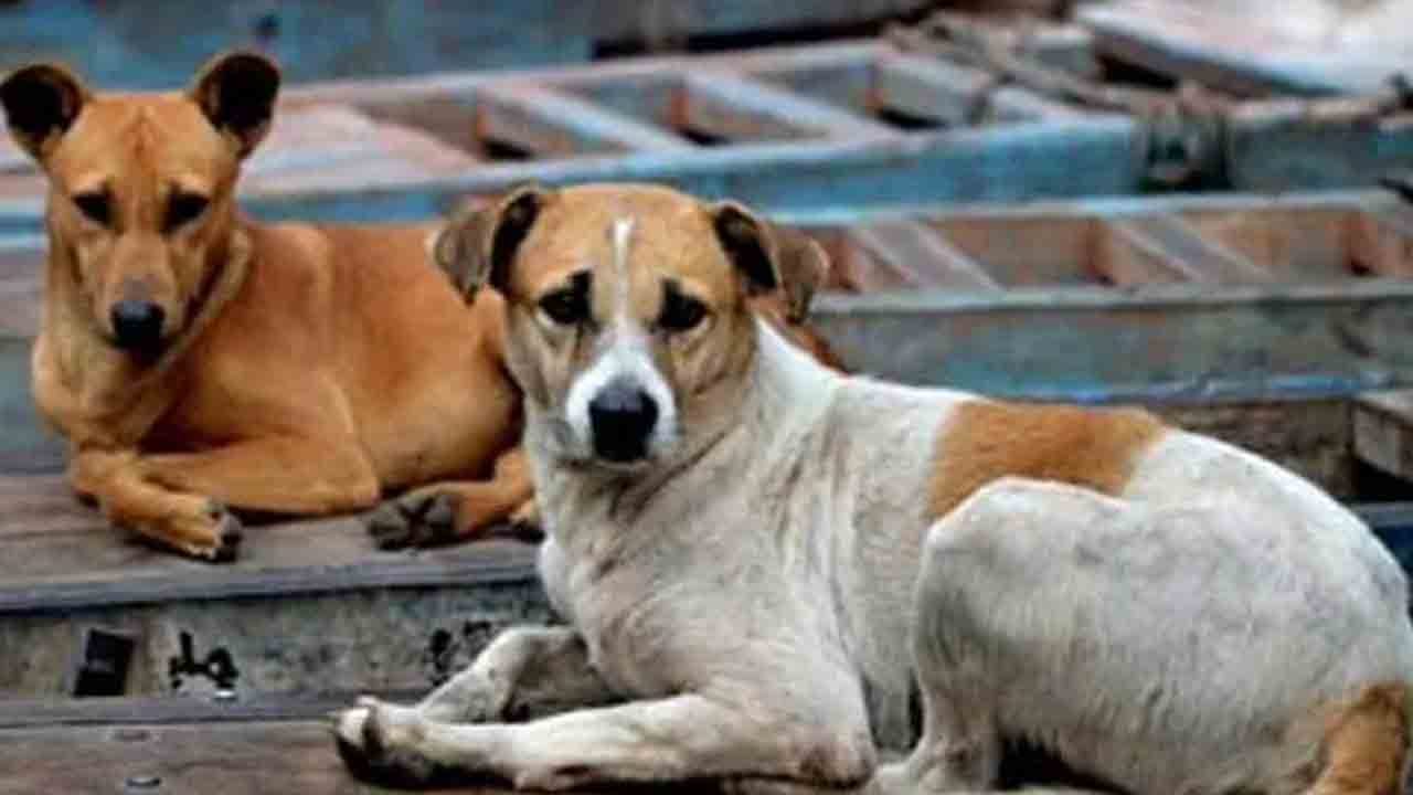 Supreme Court | వీధి కుక్కలకు షెల్టర్‌లు ఎక్కడున్నాయి.. చర్చనీయాంశమైన సుప్రీంకోర్టు ఆర్డర్‌