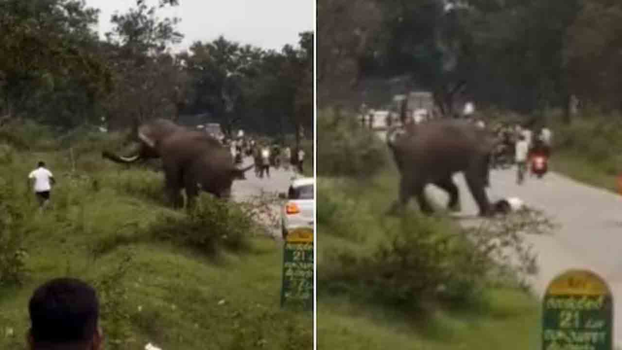 Elephant | టూరిస్ట్‌పై దాడి చేసిన ఏనుగు.. షాకింగ్‌ వీడియో