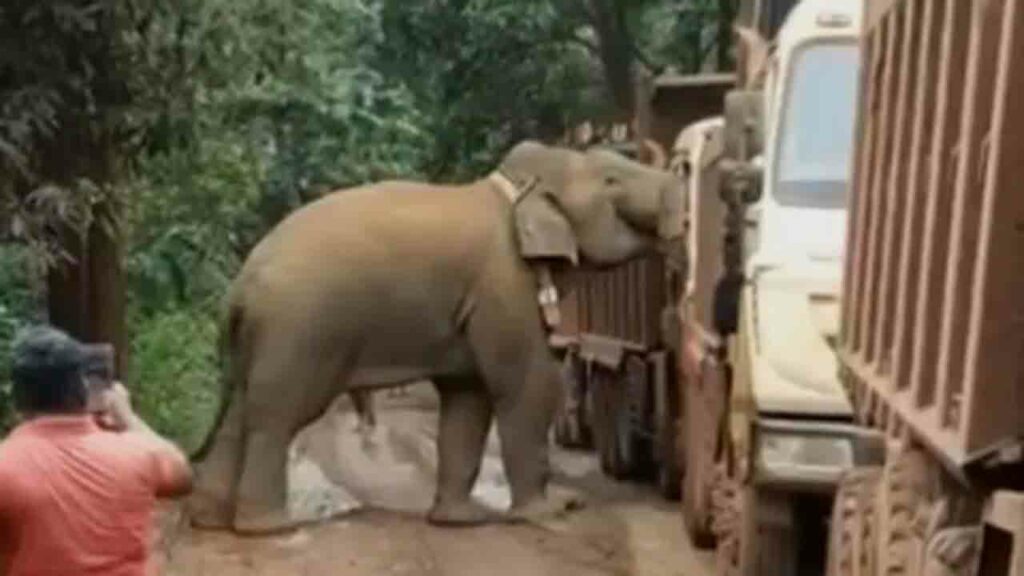 Elephant