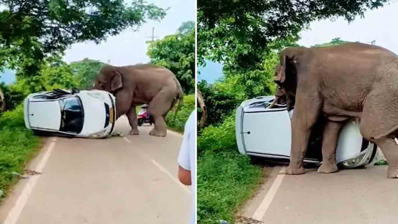 Elephant | ఏనుగు బీభత్సం.. పార్క్‌ చేసిన కారును ధ్వంసం చేసి.. VIDEO