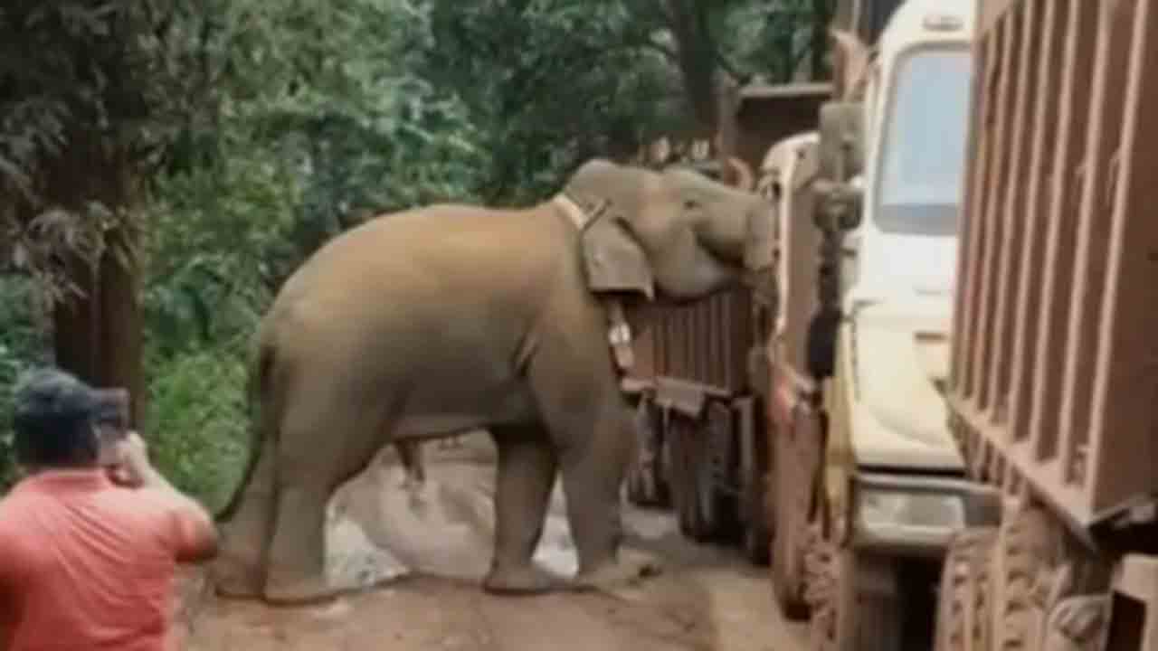Elephant | ఆహారం కోసం రోడ్డుపై వెళ్తున్న ట్రక్కులను అడ్డగించిన ఏనుగు.. వైరల్‌ వీడియో