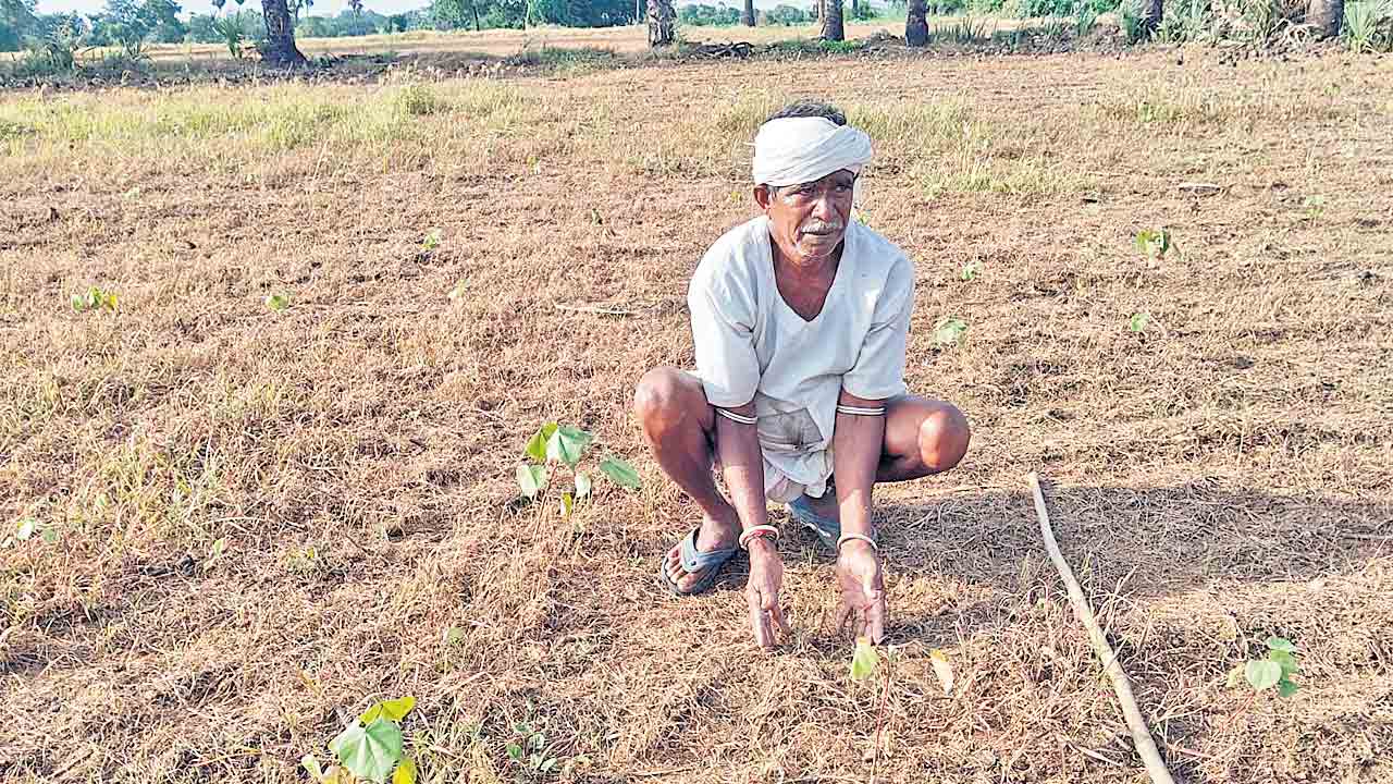 బీటీ-3 పత్తి విత్తనాలతో మోసపోయినం