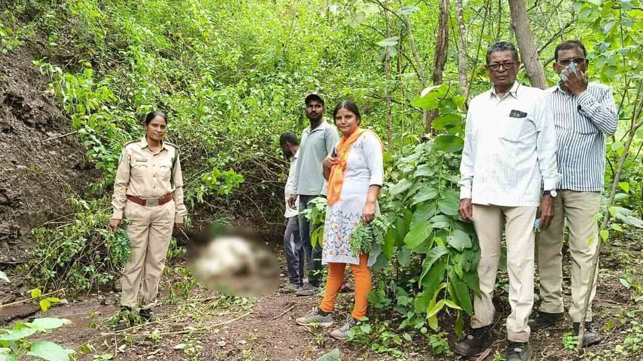 Tiger attack | దేవాపూర్ అడవుల్లో పెద్దపులి అలజడి.. దాడిలో రెండు ఆవులు, లేగ దూడ మృతి