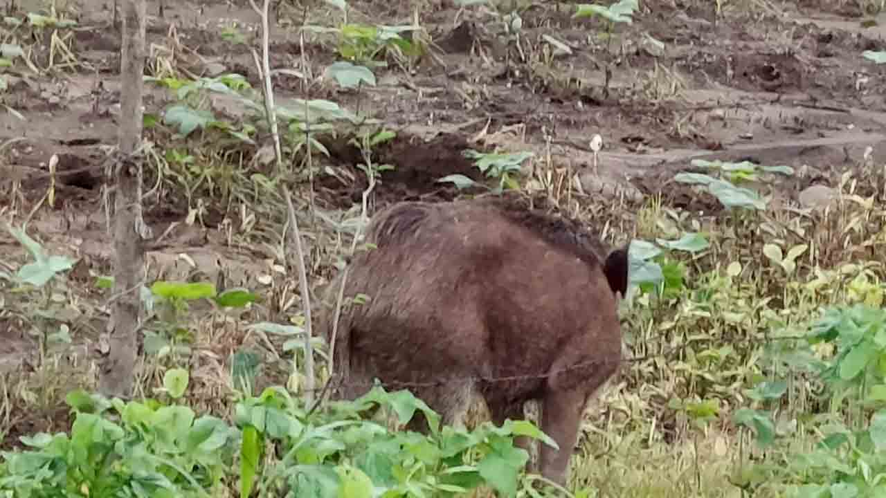 Wild boar | నార్నూర్‌ మండలంలో అడవి పందుల బెడద.. పంటల ధ్వంసంతో నష్టపోతున్న అన్నదాతలు