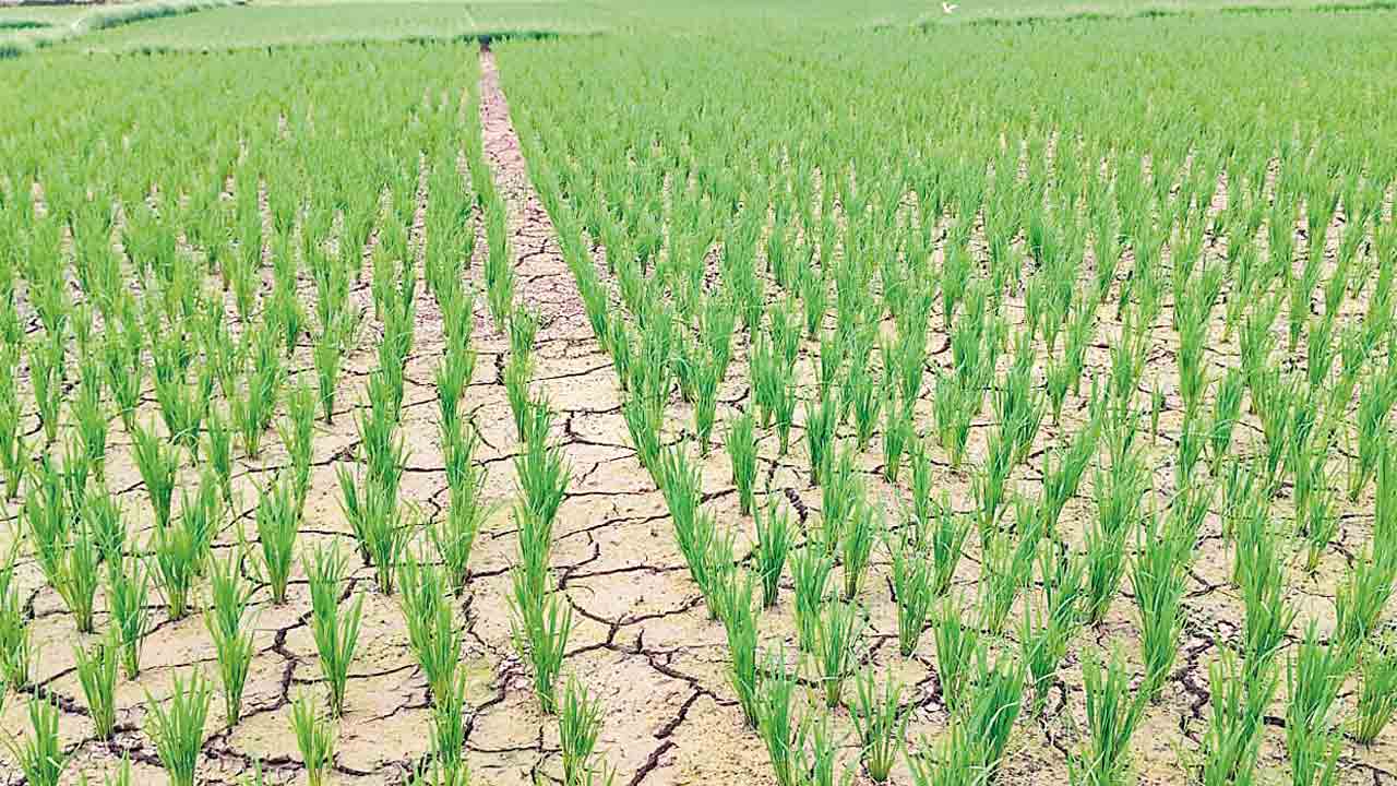 7.3 లక్షల ఎకరాల ఆయకట్.. ఎస్సారెస్పీ స్టేజ్1లో 2.34 లక్షల ఎకరాలకే నీళ్లివ్వనున్న సర్కారు