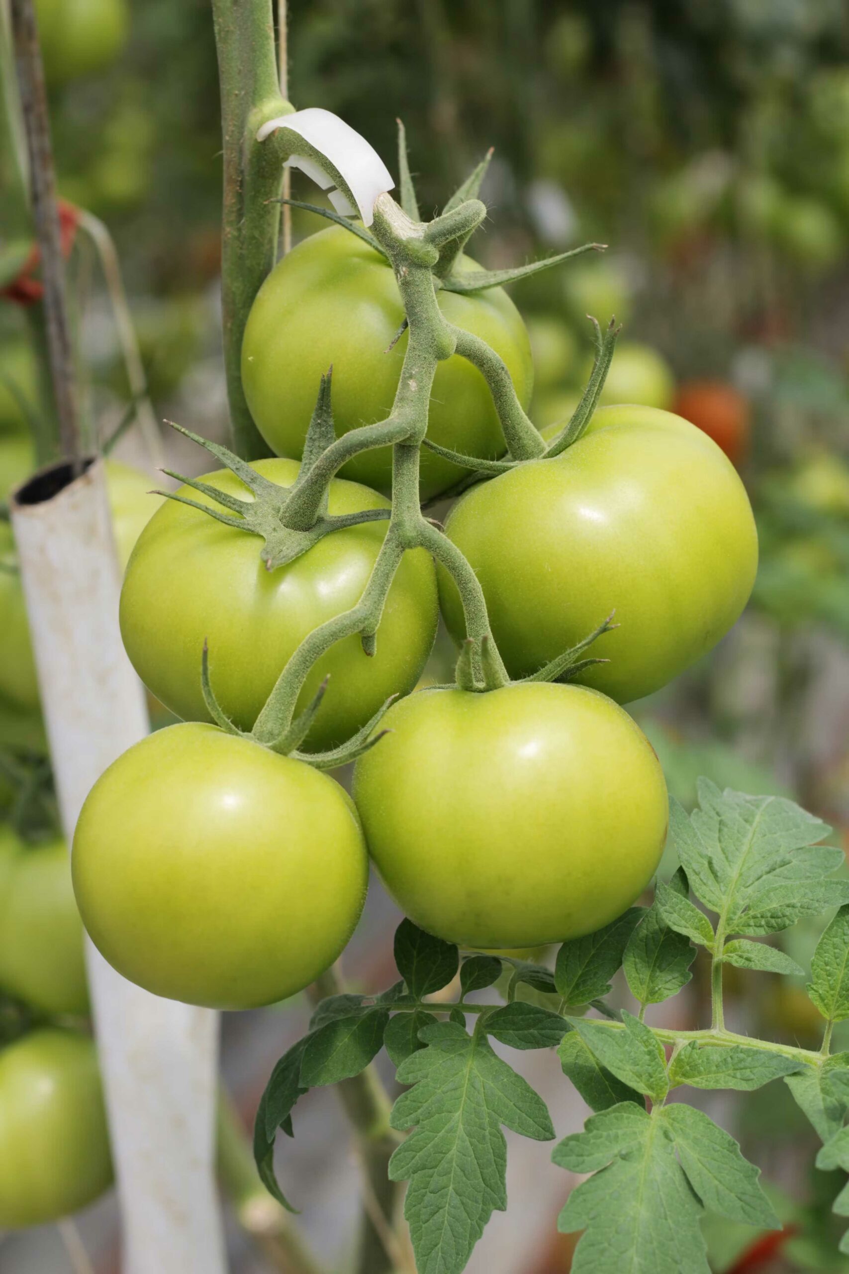 Green Tomato Benefits | టమోట అంటేనే అంద‌రికీ గుర్తుకు వ‌చ్చేవి ఎర్ర‌గా నిగ‌నిగ‌లాడే ఎర్ర‌టి ట‌మోటాలే. కానీ, ఆకుప‌చ్చ ట‌మోట‌ల‌తో ఆరోగ్యానికి ఎంతో మేలు చేస్తాయ‌ని చాలామందికి తెలియ‌దు. 