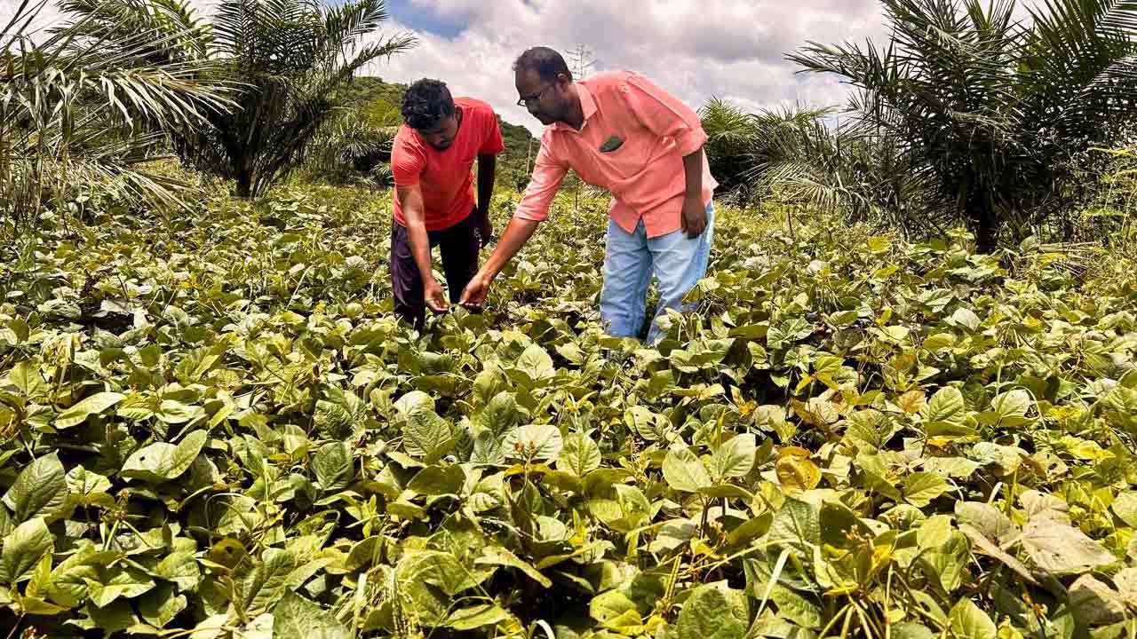 Inter cropping | ఆయిల్ పామ్ అంతర పంటగా పెసర విత్తన ఉత్పత్తి : ఏఈవో నాగార్జున