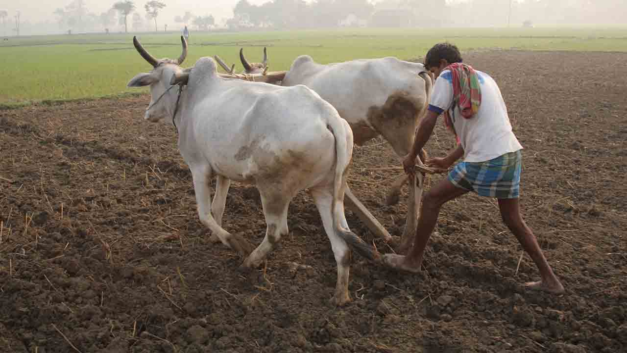 భరోసా లేని బతుకు కౌలు రైతు ‘కన్నీటి సేద్యం’