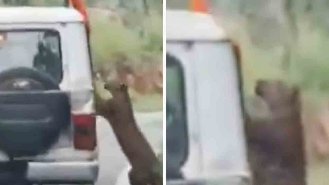 Leopard | పార్క్‌లో సఫారీకి వెళ్లిన బాలుడిపై దాడి చేసిన చిరుత.. తర్వాత ఏమైందంటే.. షాకింగ్‌ వీడియో