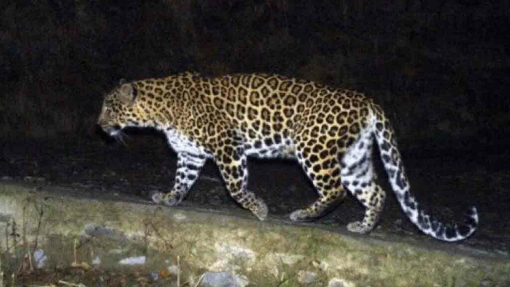 Leopard