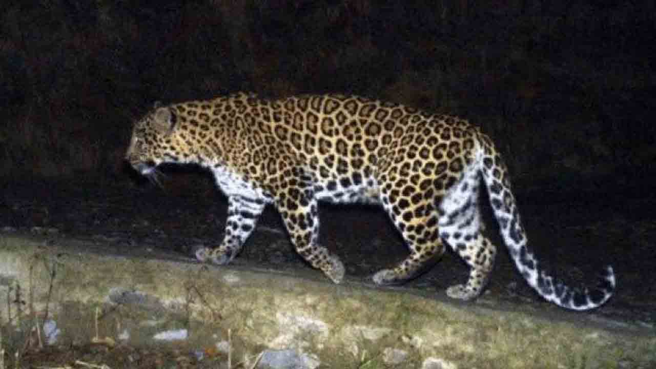 Leopard | మెదక్ జిల్లాలో చిరుత పులి సంచారం కలకలం