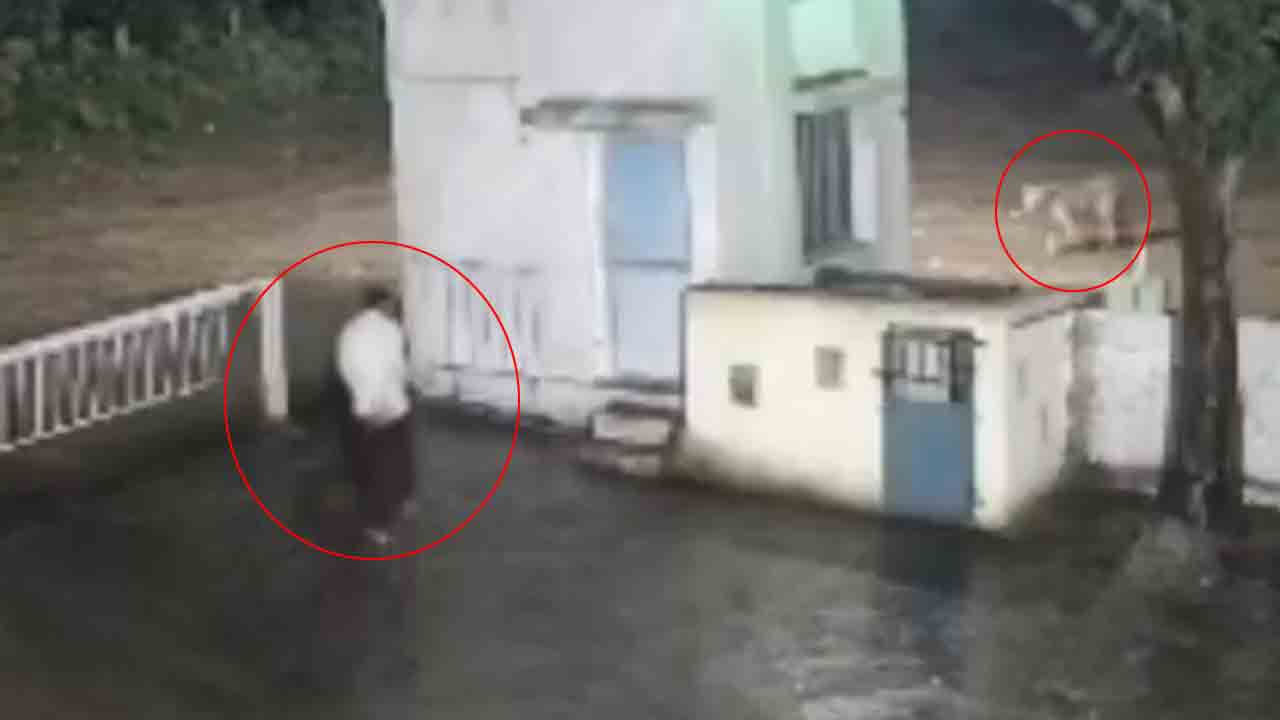 Viral Video | తనకు ఎదురుపడ్డ సింహాన్నే భయపెట్టిన వ్యక్తి.. షాకింగ్‌ వీడియో