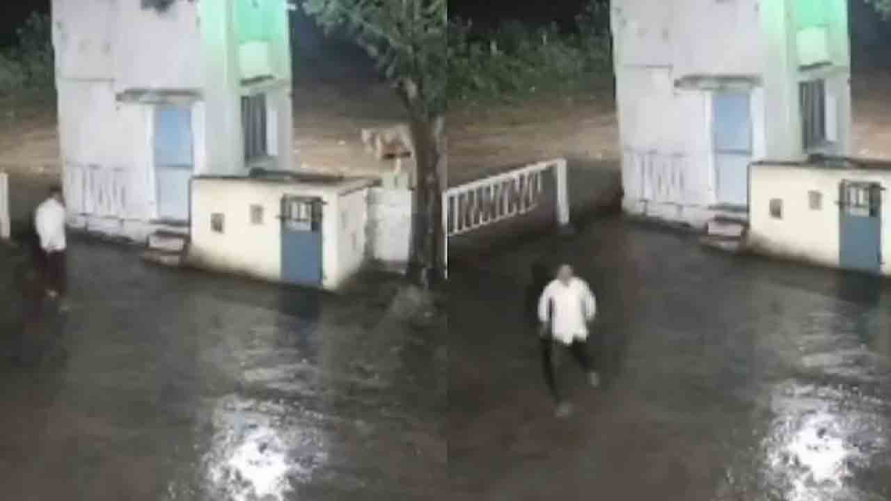 Watch: ఎదురుపడిన మనిషి, సింహం.. ఆ తర్వాత ఏం జరిగిందంటే?