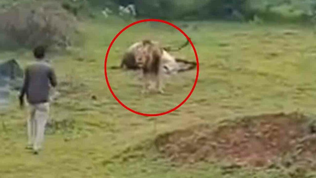Man Tries To Record Lion