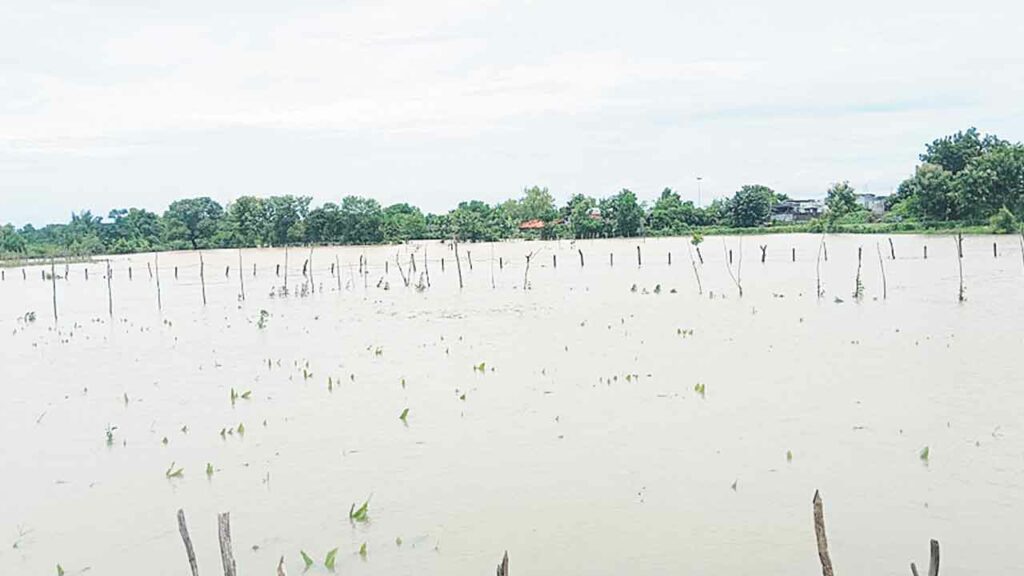 Mancherial, Rainfall