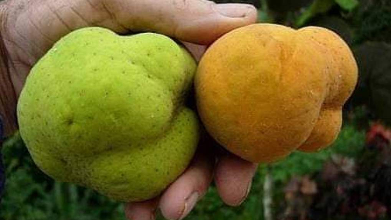 Monkey Jack | ఈ పండు గురించి ఎప్పుడైనా విన్నారా..? ఎక్కడైనా దొరికితే తెచ్చుకోవడం మరవొద్దు..!