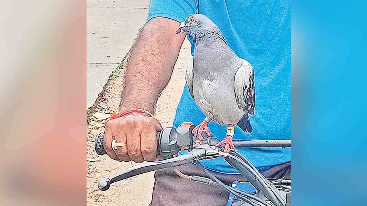 కలకలం రేపిన కపోతం.. నిఘా పావురమని అనుమానాలు