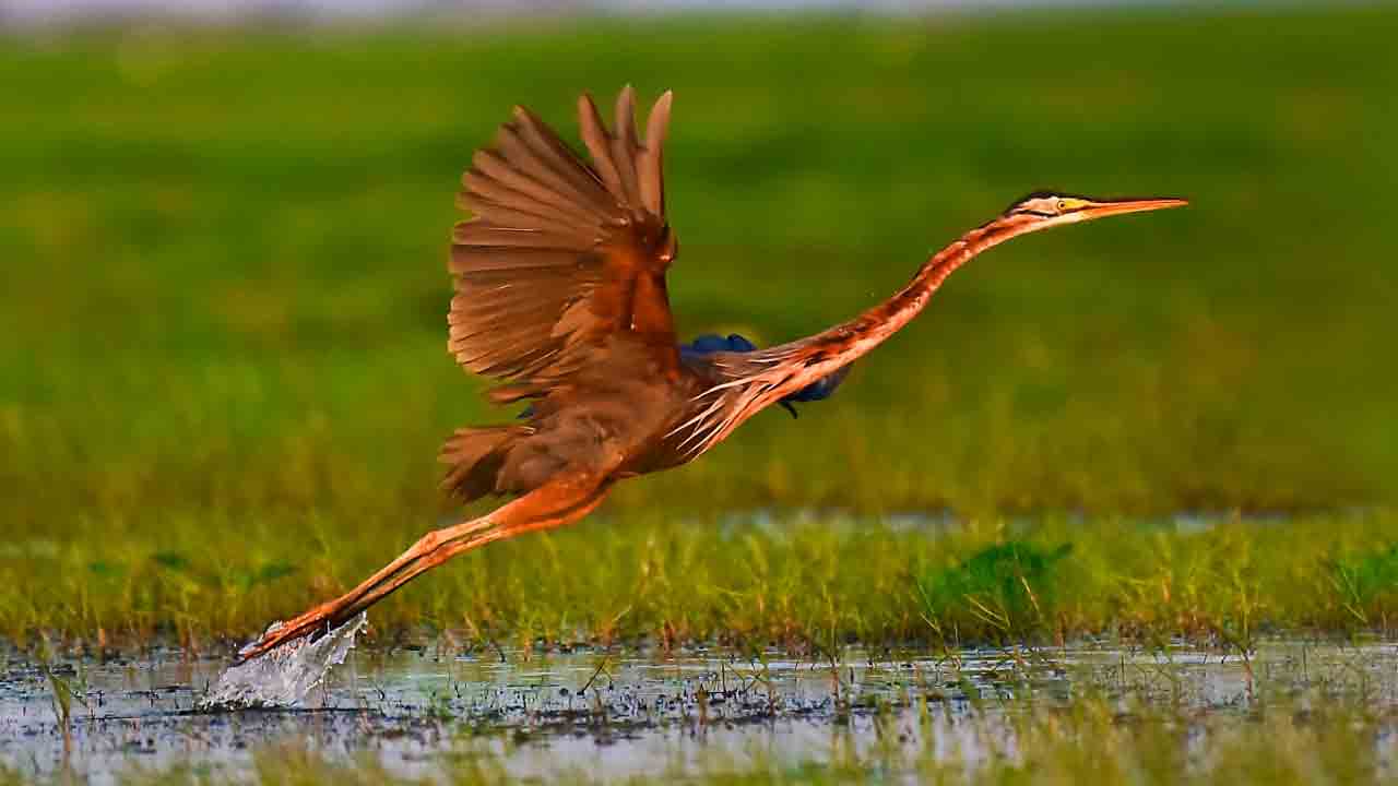 ఫొటోగ్రఫీలో గురుశిష్యుల అద్భుత ప్రతిభ.. బొమ్మల, శర్మ కెమెరాల్లో హృదయాలను హత్తుకునే చిత్రాలు