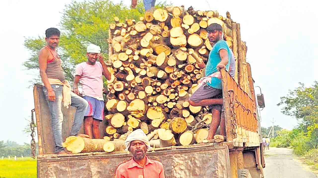 హరిస్తున్న అటవీ సంపద