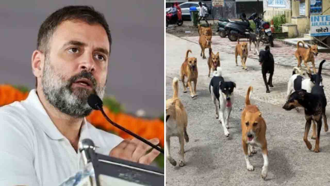 Rahul Gandhi | మూగజీవాలైన కుక్కలు పెద్ద సమస్య కాదు.. సుప్రీం ఆదేశాలపై రాహుల్‌ గాంధీ