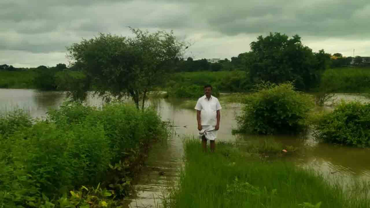 Singur back water | సింగూర్ బ్యాక్ వాటర్‌లో పంట పొలాలు.. ఆందోళనలో రైతులు