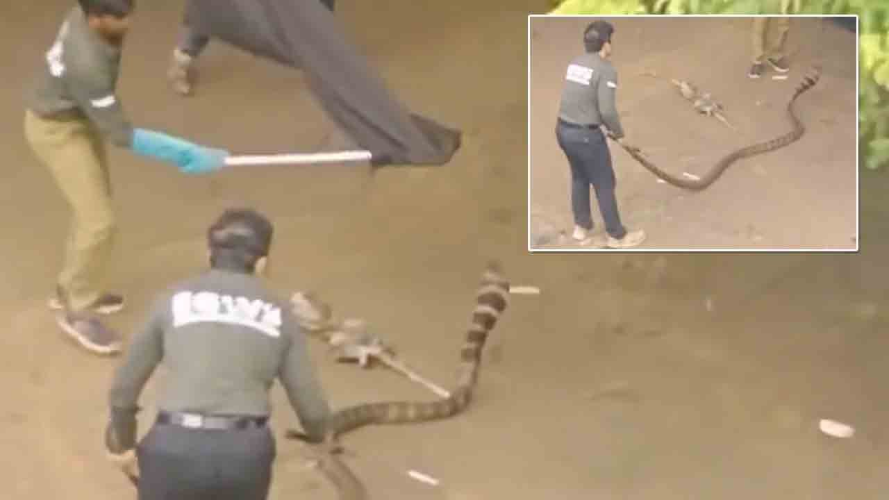 King Cobra | షాకింగ్‌.. బాత్‌రూమ్‌లో 16 అడుగుల గిరినాగు.. VIDEO