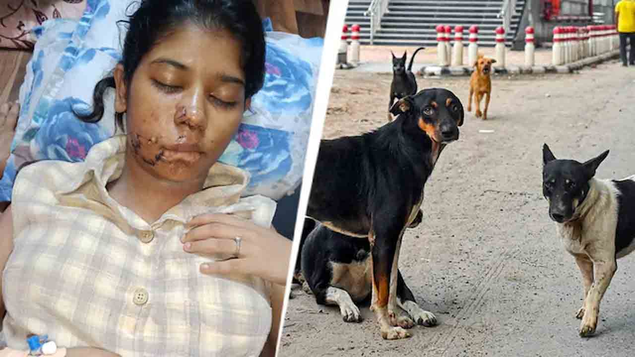 Stray Dogs | విద్యార్థినిపై వీధి కుక్కల దాడి.. ముఖంపై 17 కుట్లు