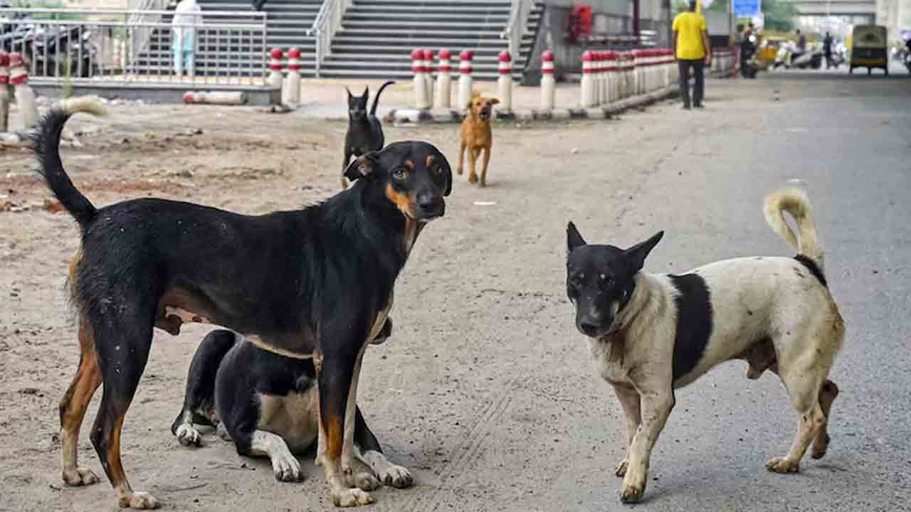 Chief Justice | వీధి కుక్కలపై సుప్రీం ఆదేశాలు.. పునఃపరిశీలిస్తామన్న సీజేఐ