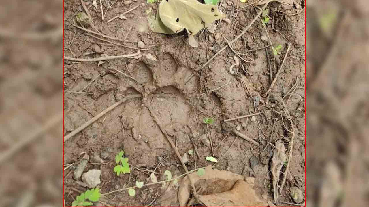 Tiger Foot