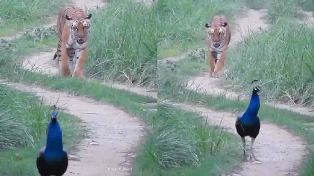 Tiger, Peacock Walking