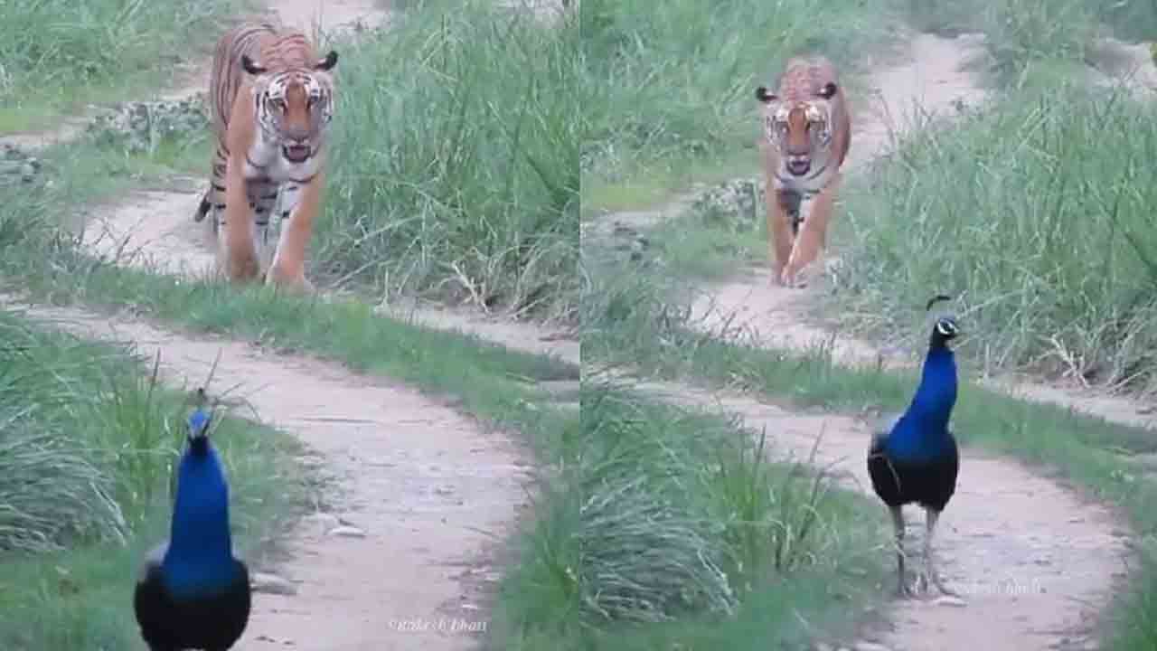 Watch: ఒకేచోట జాతీయ జంతువు పులి, జాతీయ పక్షి నెమలి.. అరుదైన వీడియో   వైరల్‌
