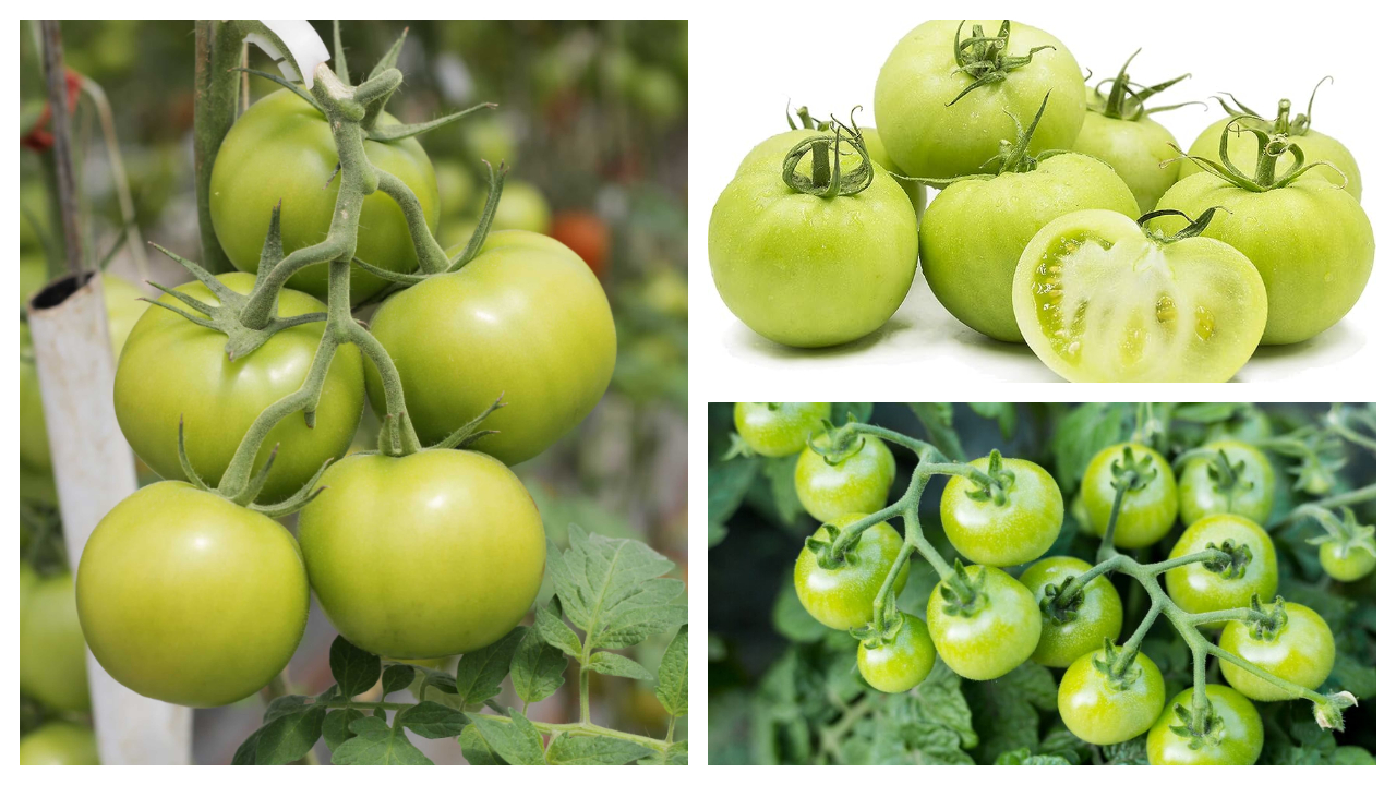 Green Tomato Benefits