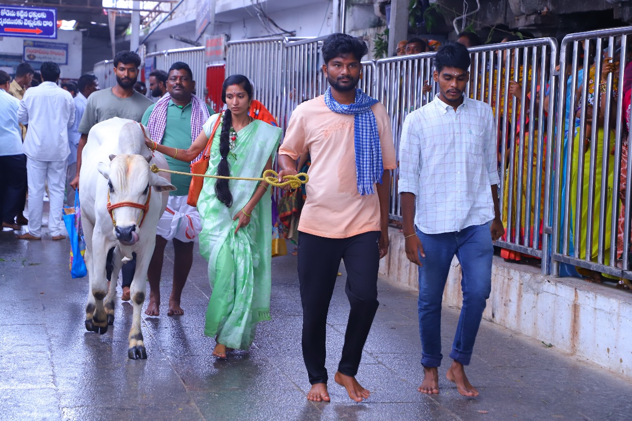  మరికొందరు రాజరాజేశ్వరస్వామికి ప్రీతికరమైన కోడెమొక్కులు చెల్లించుకున్నారు. 