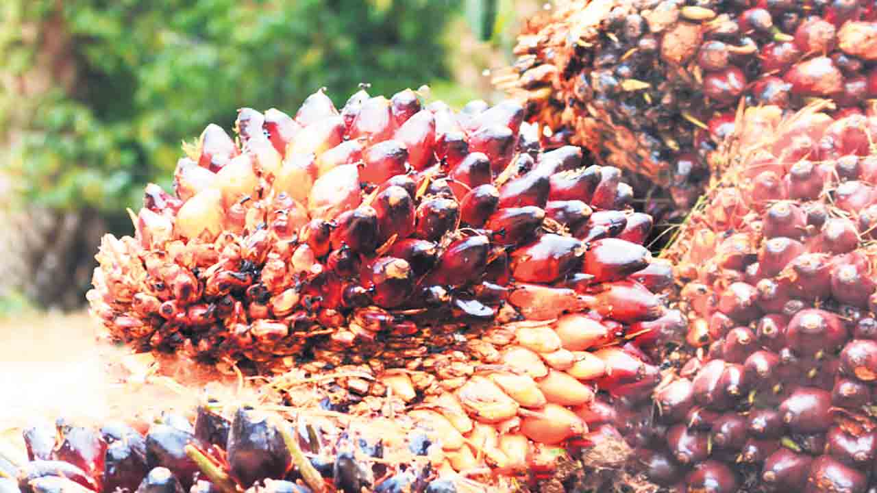 ఆయిల్‌ పామ్‌ ఫ్యాక్టరీకి అడుగులు!