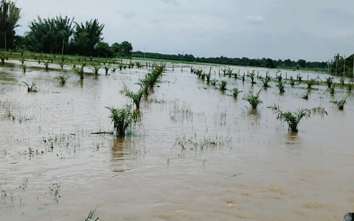 Bonakal : పెద్ద బీరవల్లిలో నీట మునిగిన పంట పొలాలు