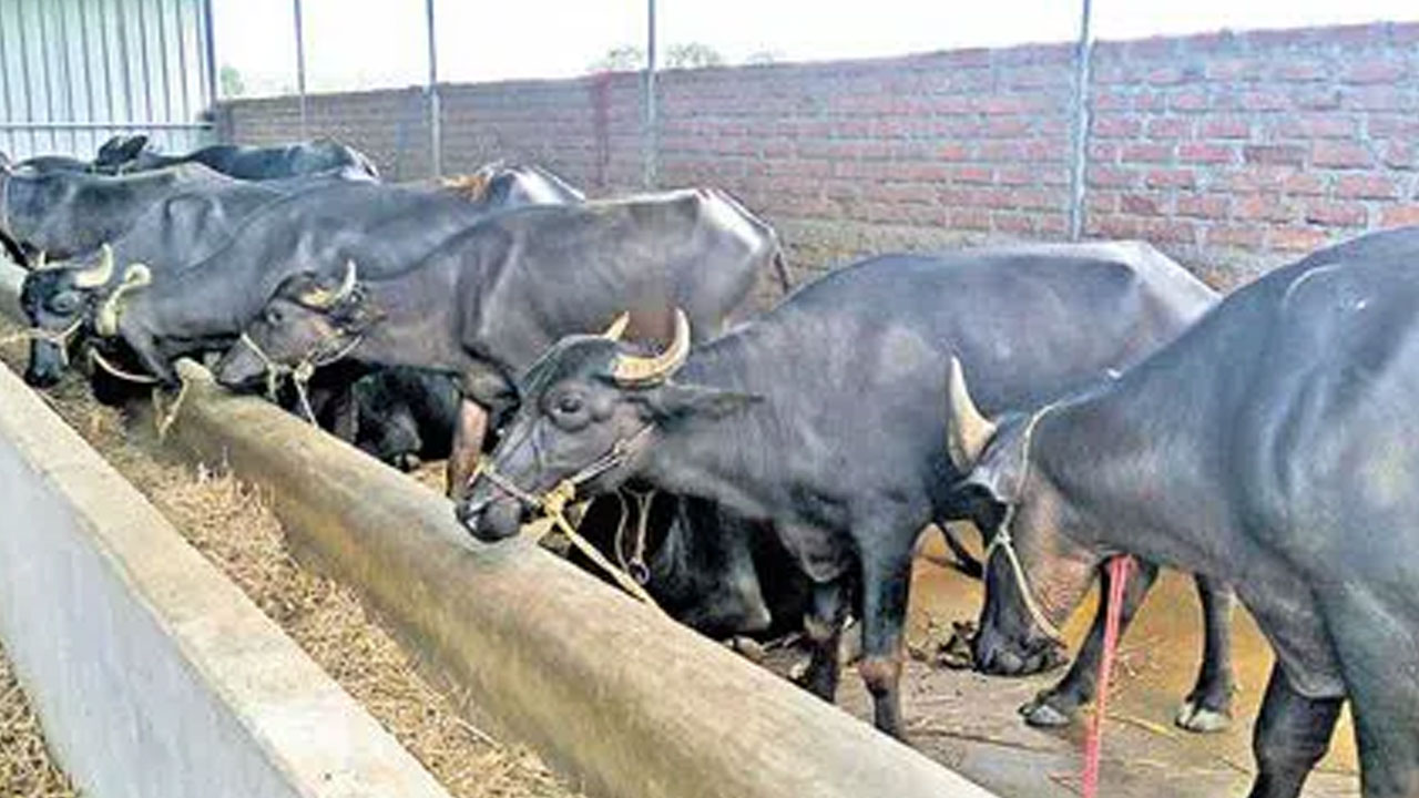 Buffalo | కోరుట్లలో విద్యుత్ షాక్.. మృత్యువాత పడిన 5 బర్రెలు