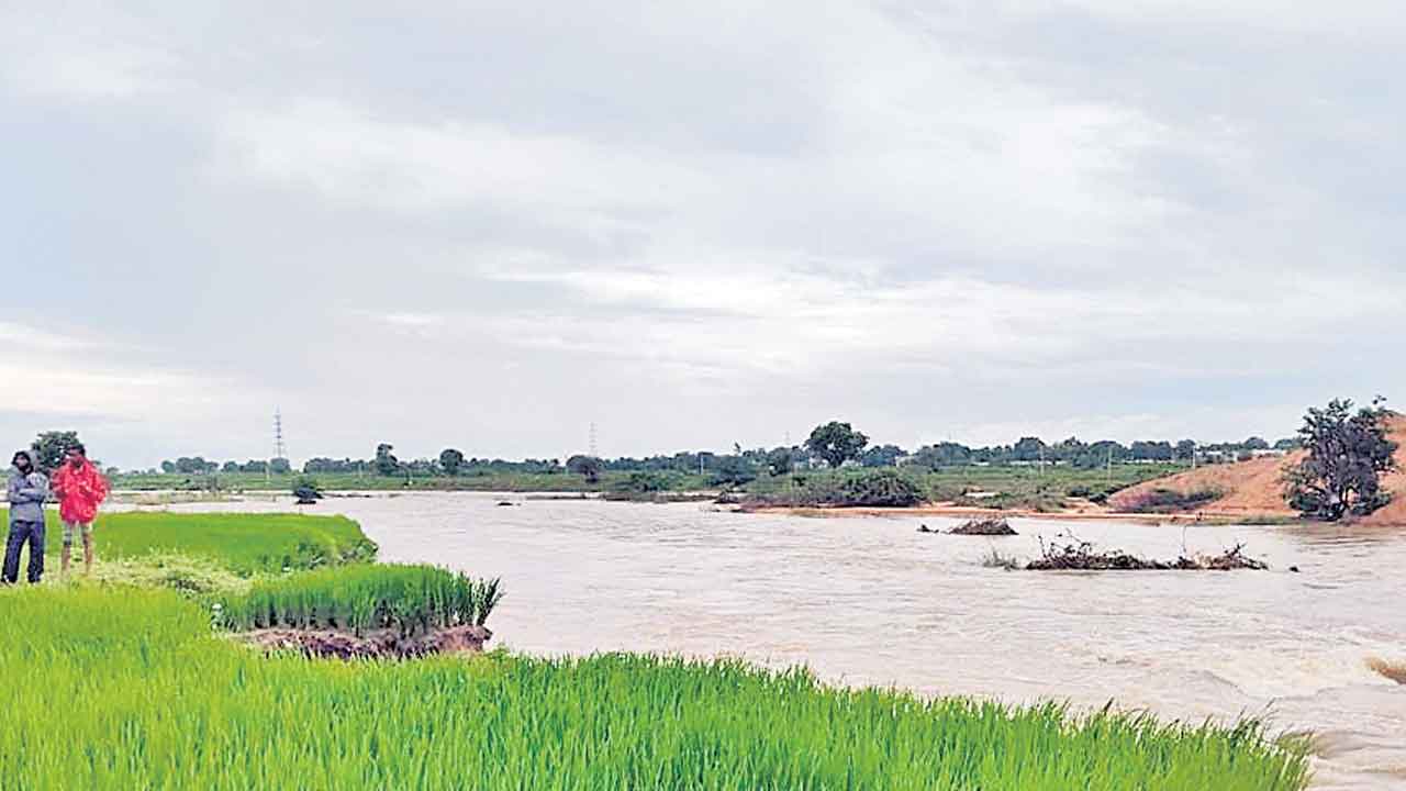 కొట్టుకుపోయిన రాచాల చెక్‌డ్యాం!.. వాల్‌కట్ట దెబ్బతినడంతో పంటలు వరదపాలు