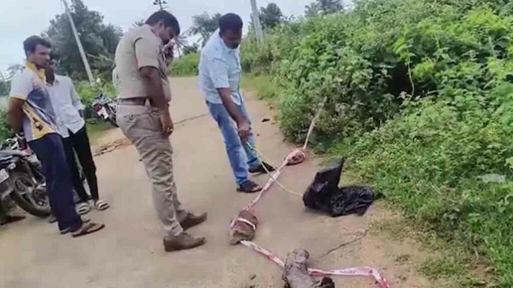 Chopped Up Body Of Woman